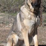 A german shepherd sitting on top of a dirt field.