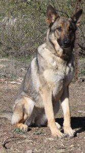A german shepherd sitting on top of a dirt field.