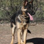 A german shepherd dog standing in the dirt.