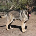 A german shepherd standing on top of a dirt field.