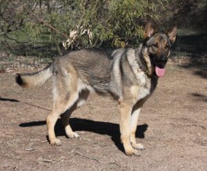 A german shepherd standing on top of a dirt field.