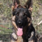 A german shepherd dog with its tongue hanging out.