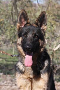A german shepherd dog with its tongue hanging out.