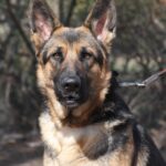 A german shepherd dog with long hair and black eyes.