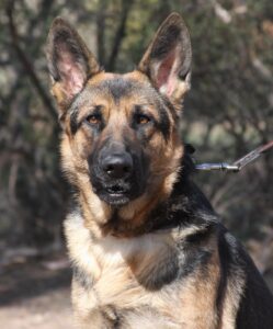 A german shepherd dog with long hair and black eyes.