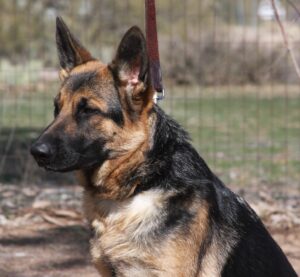 A german shepherd dog with its head on the ground.