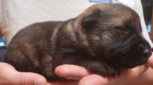 A person holding onto a small dog in their hand