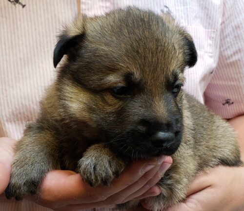 A person holding a puppy in their hands.