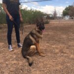 A person standing next to a dog on the ground.