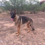 A german shepherd dog standing in the dirt.