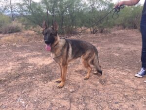 A german shepherd dog standing in the dirt.