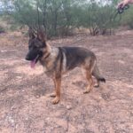 A german shepherd standing on top of a dry grass field.