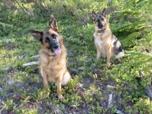 Two German Shepherds sitting on grassy field.