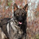 A german shepherd dog with its mouth open.
