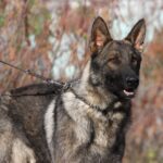 A german shepherd dog with its head on a leash.