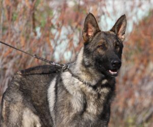 A german shepherd dog with its head on a leash.