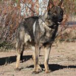 A german shepherd standing in the dirt near trees.