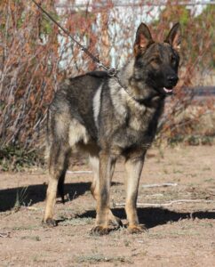 A german shepherd standing in the dirt near trees.