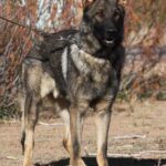 A german shepherd dog standing in the dirt.