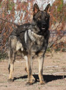 A german shepherd dog standing in the dirt.