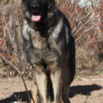 A german shepherd standing in the dirt.