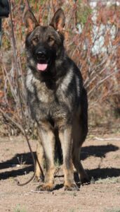 A german shepherd standing in the dirt.