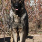 A german shepherd standing in the dirt near trees.
