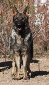 A german shepherd standing in the dirt near trees.