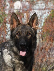 A german shepherd dog with its tongue hanging out.