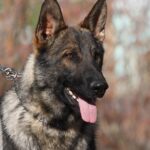 A german shepherd dog with its tongue hanging out.