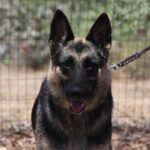 A german shepherd dog with its tongue hanging out.