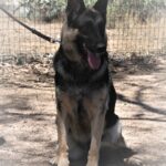 A german shepherd sitting in the dirt with its tongue hanging out.