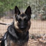 A german shepherd dog with its head on the leash.