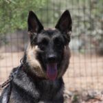 A german shepherd dog with its tongue hanging out.