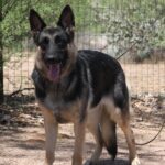 A german shepherd standing in the dirt near a fence.
