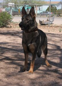 A german shepherd standing on top of a dirt field.
