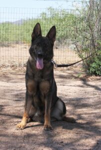 A german shepherd sitting in the dirt near a fence.