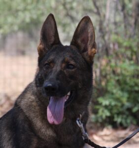 A german shepherd dog with its tongue hanging out.