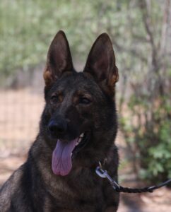 A black german shepherd dog with its tongue hanging out.
