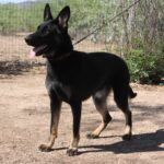A black dog standing on top of a dirt field.
