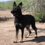 A black dog standing on top of a dirt field.