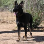 A black dog standing on top of a dirt field.