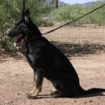 A black dog sitting on top of a dirt field.