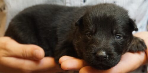 A person holding a puppy in their hands.