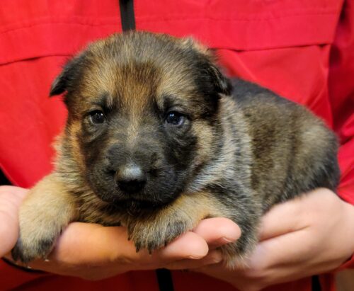 A person holding a puppy in their hands.