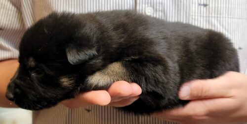A person holding their cat in someones hand