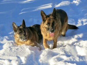 Two German Shepherds playing in snow.