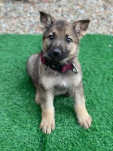 Puppy sitting on green grass, wearing collar.