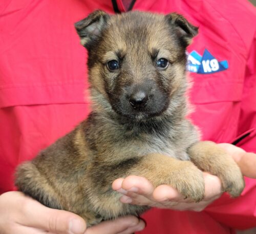 A person holding a puppy in their hands.