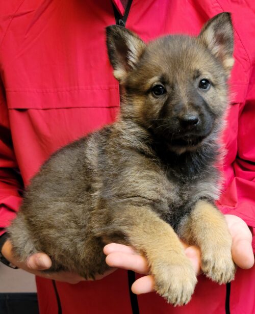 A person holding a puppy in their hands.